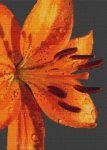 (image for) Lily Splendor